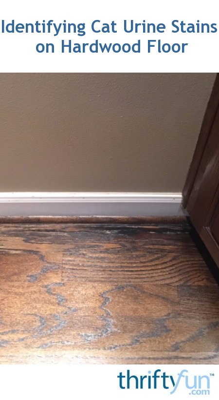 Cat Urine Stains On Hardwood Floor