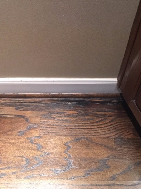 Cat Urine Stains On Hardwood Floor