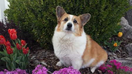 brown and white Corgi