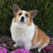 brown and white Corgi