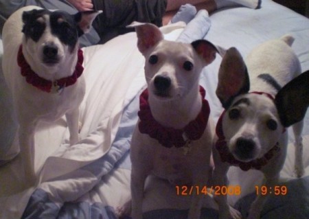 Toby, Ty, and Tiny (Fox Terriers)