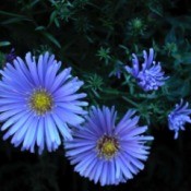 deep blue aster flowers