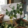 thick stemmed grayish green plant