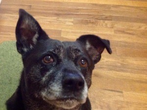 old black dog with grey muzzle