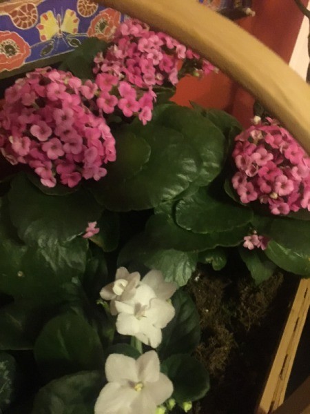 What Are These Houseplants?