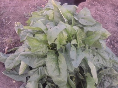 Lettuce in a garden.