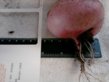 Measuring a large root vegetable.