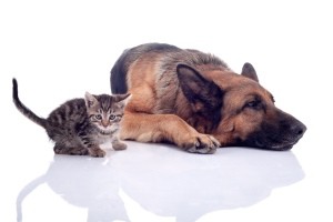 kitten next to German Shepherd