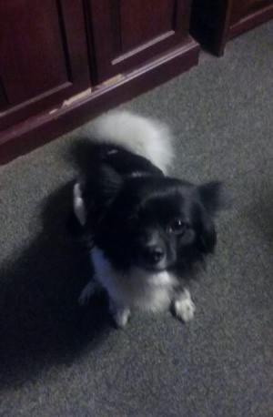 small black and white dog with fluffy tail