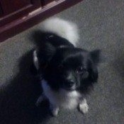 small black and white dog with fluffy tail