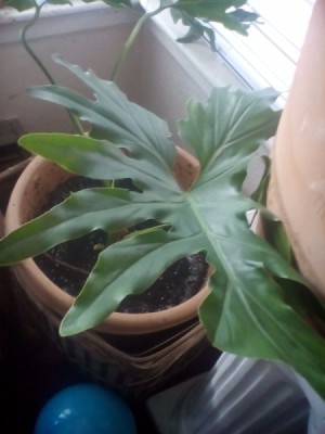 dark green leaved plant with lobes