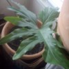 dark green leaved plant with lobes