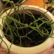 twiggy green plant