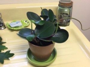 plant with dark green leaves