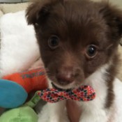 tiny brown and white puppy