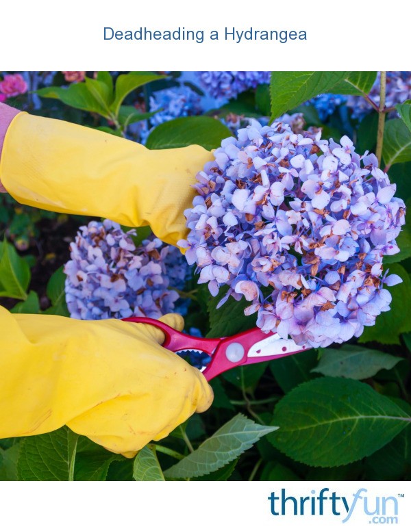 Deadheading a Hydrangea ThriftyFun