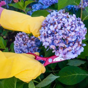 Deadheading a Hydrangea