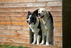 Two dogs looking out the door of a wooden doghouse.