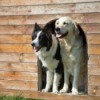 Two dogs looking out the door of a wooden doghouse.