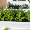 Selecting the Right Sized Containers for Growing Vegetables