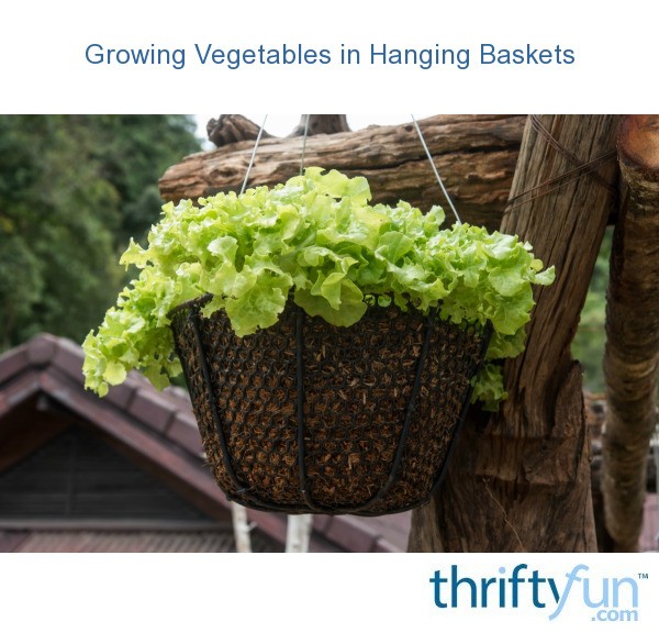 Growing Vegetables in Hanging Baskets ThriftyFun