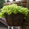 Growing Vegetables in Hanging Baskets