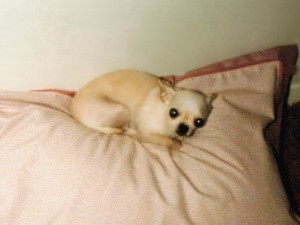 A Plea For The Animals - Chihuahua on a bed