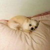 A Plea For The Animals - Chihuahua on a bed
