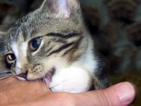 cat gnawing on man's hand