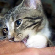 cat gnawing on man's hand