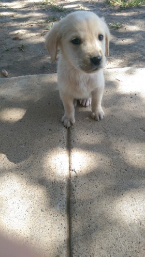 yellow Lab puppy