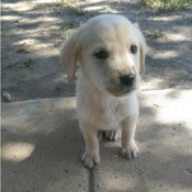 yellow Lab puppy