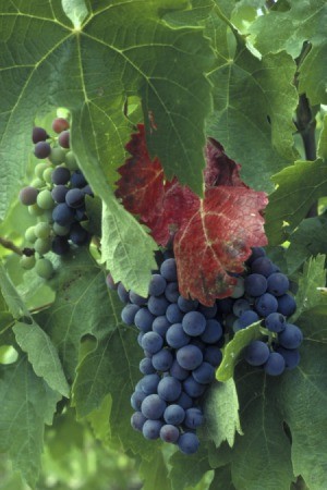 purple grapes hanging from vine