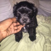 What Breed Is My Dog?