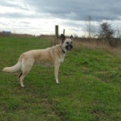 What Breed Is My Dog?