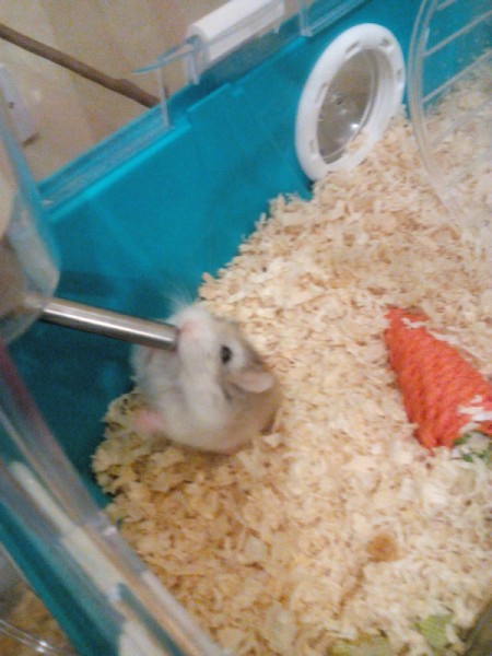 Nugget (Roborovoski Dwarf Hamster)