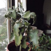 What Is This Houseplant?