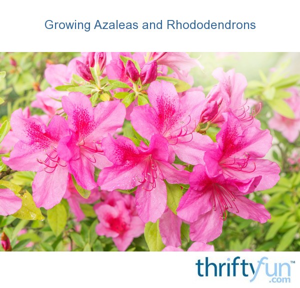 growing azaleas and rhododendrons thriftyfun growing azaleas and rhododendrons thriftyfun