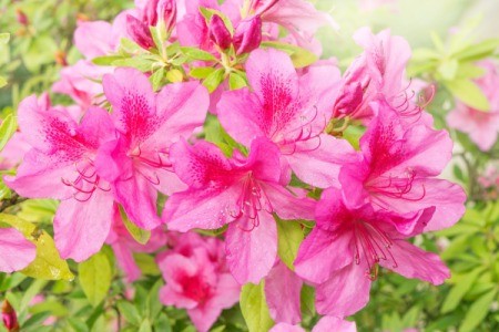 pink azaleas