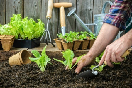 Tools to Make Planting and Sowing Easier