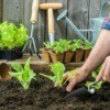 Tools to Make Planting and Sowing Easier