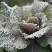 Preparing Your Garden for the First Frost