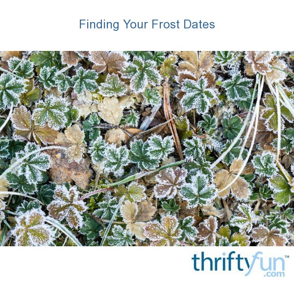 Finding Your Frost Dates ThriftyFun