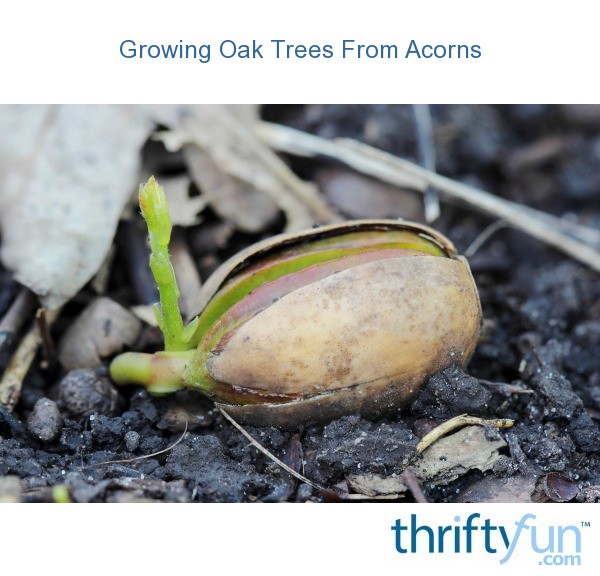 Growing Oak Trees From Acorns | ThriftyFun