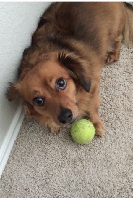 Peanut (Pomeranian/Dachshund)