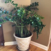 dark green leathery leafed plant