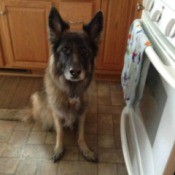 Skinny German Shepherd