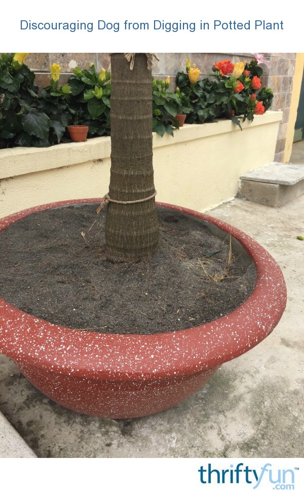 Discouraging Dog from Digging in Potted Plant? ThriftyFun
