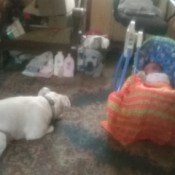 A dog next to a baby in a swing.