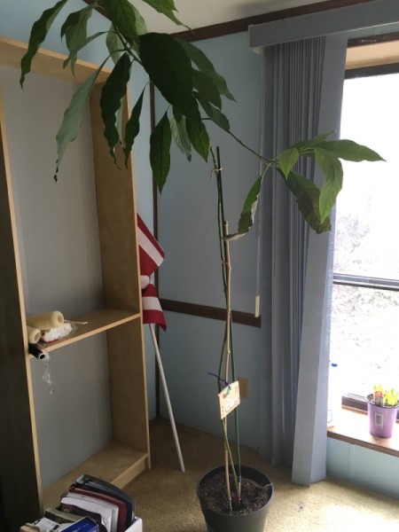 Growing an Avocado Tree
